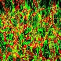 Cellule progenitrici di neuroni nel bulbo olfattivo di topo, colorate in verde