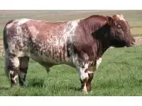 Esempio di codominanza sui bovini Short Horn