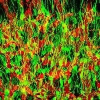 Cellule progenitrici di neuroni nel bulbo olfattivo di topo, colorate in verde