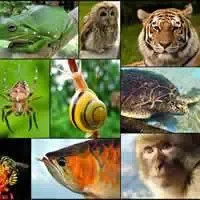 Diverse forme di vita animale