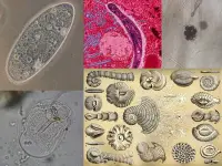 Alcuniesempi del regno dei Protisti