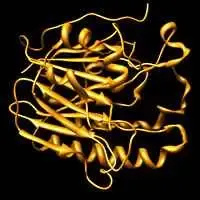 APendonucleasi1, uno degli enzimi coinvolti nelmeccanismo di escissione delle basi