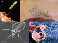 L'imagine si compone di quattro foto distinte: batterio intrappolato da ameba, muffa, protozoo, virus