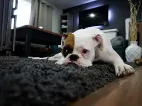 Stanza arredata con cane, esempio di inquinamento indoor