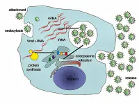 Replicazione di un virus animale: disegno