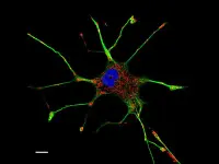 Cellula PC-12 al microscopio confocale. In blu il nucleo, in rosso i mitocondri e in verde i microtubuli