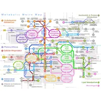 mappa metabolica completa da fotosintesi a respirazione con vie anaboliche e cataboliche