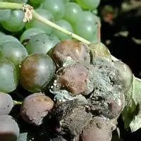 muffa del genere Penicillium in azione su un grappolo d'uva maturo