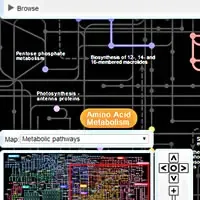 via metabolica di Rickettsia rickettsii offerta dal sito MicrobesOnline