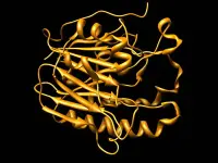 APendonucleasi1, uno degli enzimi coinvolti nelmeccanismo di escissione delle basi