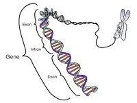 Legame tra struttura del DNA, geni e cromosomi