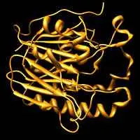 APendonucleasi1, uno degli enzimi coinvolti nelmeccanismo di escissione delle basi