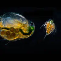 Daphnia magna, utilizzata in uno dei test per misurare la tossicità dei composti chimici