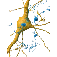 Immagine rappresentante un neurone circondato da migliaia di assoni (blu) e sinapsi (verdi), evidenziando la complessa rete di comunicazione nel cervello.