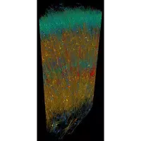 Immagine dei sei strati della corteccia cerebrale, con neuroni colorati in base alla dimensione e tipologia. Il bordo superiore rappresenta la superficie del cervello.