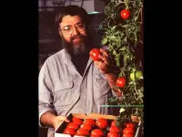 Un fisiologo vegetale paragona i suoi pomodori OGM con la varietà Endless Summer coltivata in Florida; entrambi contengono il gene bioingegnerizzato ACC sintasi