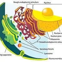 Nel disegno la membrana nucleare, il reticolo endoplasmatico collegato alla membrana nucleare, l'apparato del Golgi e varie vescicole