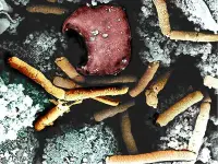 Bacillus anthracis fotografato nella milza di una scimmia affetta da carbonchio