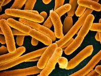 Individui di Escherichia coli in rapida crescita fotografati al microscopio elettronico