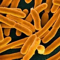 Individui di Escherichia coli in rapida crescita fotografati al microscopio elettronico