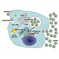 Replicazione di un virus animale: disegno