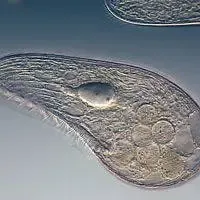 Blepharisma japonicum, esempio di ciliato