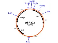 Plasmide pBR322 usato nella tecnologia del DNA ricombinante