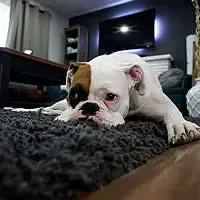 Stanza arredata con cane, esempio di inquinamento indoor