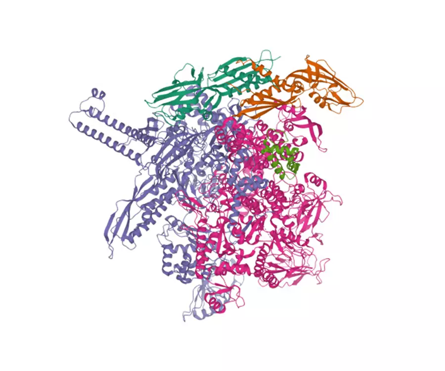 RNA polimerasi batterica di Escherichia coli K-12