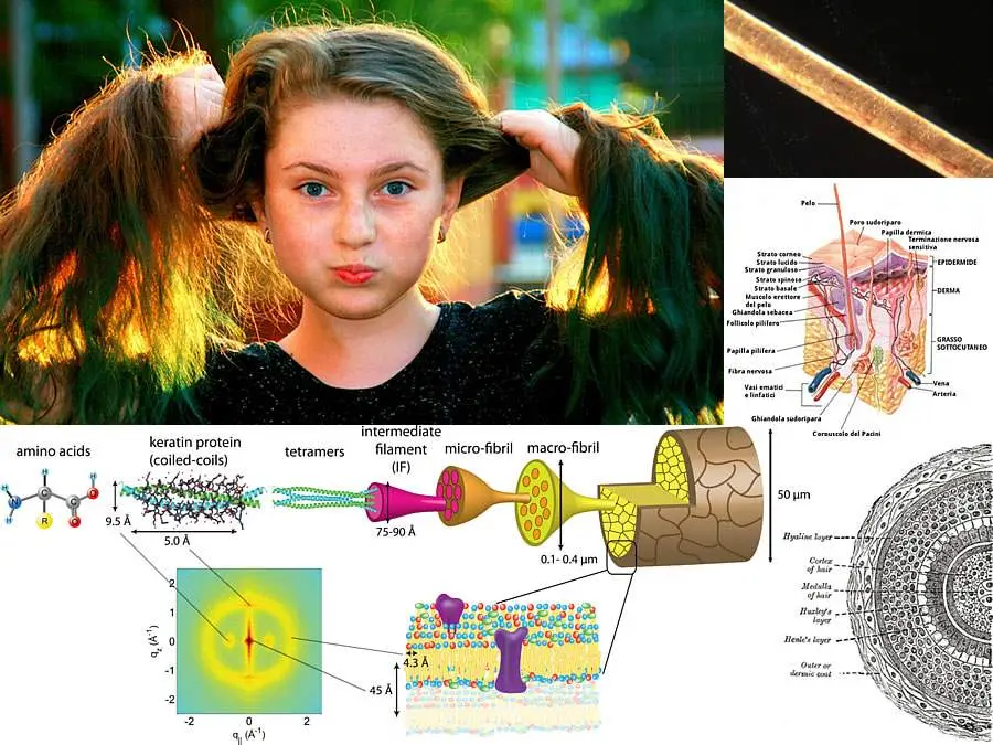 Serie di immagini che mostrano i capelli e via via entrano nei particolari della struttura molecolare