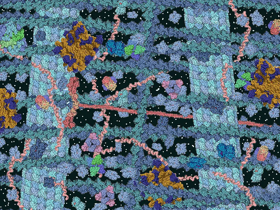 disegno con le principali molecole che costituiscono il citoplasma