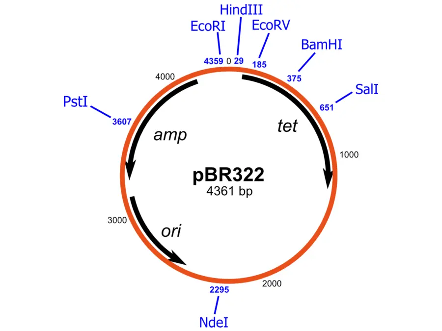 Plasmide pBR322 usato nella tecnologia del DNA ricombinante
