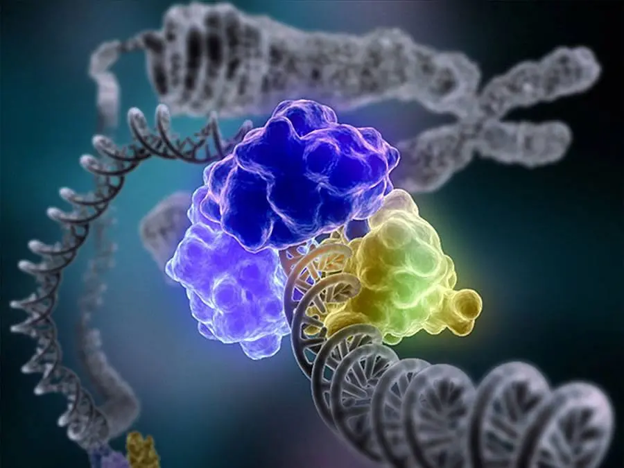La DNA ligasi al lavoro sul doppio filamento di DNA