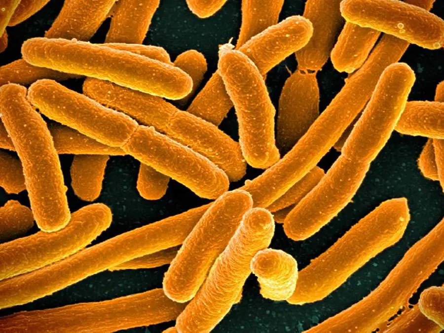 Individui di Escherichia coli in rapida crescita fotografati al microscopio elettronico