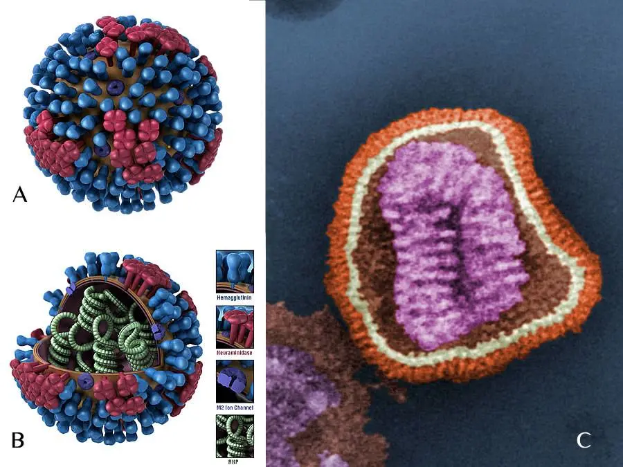Ricostruzione e foto al microscopio elettronico del virus dell'influenza